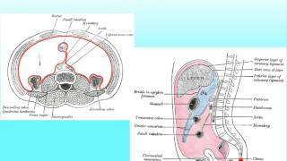 DigSys B Peritoneal Cavity [upl. by Enylorac]