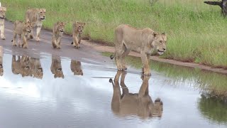 Satara Lionesses with Cubs after the rain [upl. by Errick]