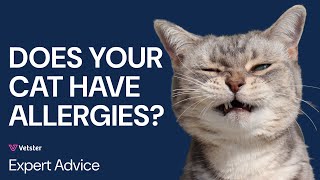 Why Is My Cat Sneezing Can Cats Have Seasonal Allergies Cat Allergy Symptoms amp Prevention [upl. by Adnolor]