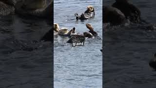 Sea Otters Holding Hands Adorable [upl. by Cortney]