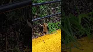 The Amplexus of the Frogs nature frogs Hopegardens Jamaica Caribbean mating [upl. by Merline36]