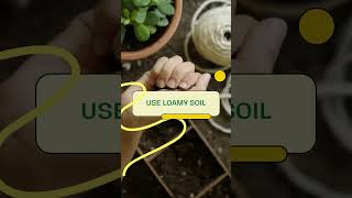 Asparagus Fern Plant Care Tips [upl. by Odnalo]