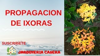 COMO PROPAGAR IXORA POR ESQUEJES REPRODUCCION DE IXORA coccinea CORALITO Y CUIDADOS [upl. by Jobi]