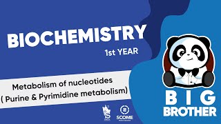 Metabolism of nucleotides Purine amp Pyrimidine metabolism [upl. by Bose]