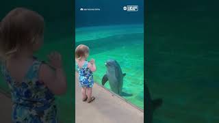 Funny wholesome dolphin 😍😂 laughoutloud funnymoments lol shorts funny comedyvideo [upl. by Granville]