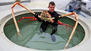 10 Plus Grands Animaux Qui Vivent Dans Les Profondeurs De Locéan [upl. by Cicely64]