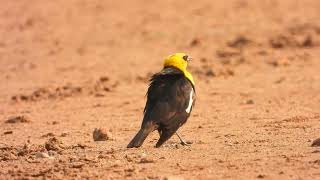 Yellowheaded Blackbird preening [upl. by Deach]