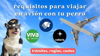 🛂 Viajar en avión con tu perro requisitos trámites y tips  Volaris Vivaaerobus Aeroméxico 2023 [upl. by Sigfried]