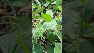 पौधे पर लाल कीट Red Insect on Plant shorts [upl. by Connett]