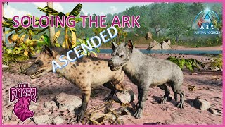 Taming Hyaenodon Soloing ARK Ascended Ep 73 [upl. by Ainorev]