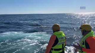 Marine Rescue NSW  Whale disentanglement Mid North Coast [upl. by Leagiba275]