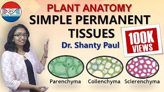 Parenchyma Collenchyma and Sclerenchyma Simple permanent tissues [upl. by Eivod]