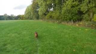 Epileptischer Anfall beim Gassigehen  Epileptic seizure during a dog walk [upl. by Lleral348]