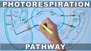 Photorespiration Pathway [upl. by Ylime]