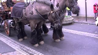 tres beau chevaux a caleche [upl. by Lema]