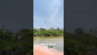 Estero Cuyutlan Armeria Colima Paloverde cocodrilo 🐊 [upl. by Yam35]