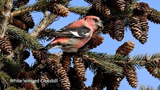 Whitewinged Crossbill  Twobarred Crossbill  How They Feed [upl. by Ttenrag]