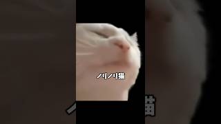 ノリノリ猫 について解説 猫ミーム catjam [upl. by Chesnut]