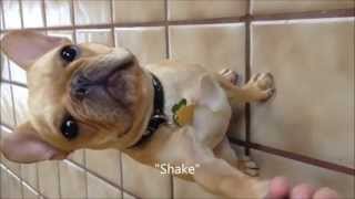 Thor the French Bulldog does 15 Dog Tricks [upl. by Charley]