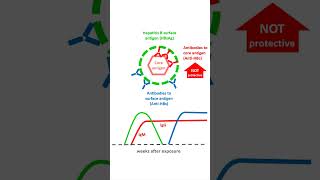 Hepatitis B Serology in 60 Seconds [upl. by Annelak]