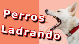 LADRIDOS de PERROS muy FUERTES🐶 Para molestar a tu PERRO✅ [upl. by Rebba]