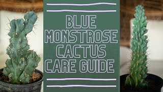 Blue Monstrose Cactus Cereus Peruvianus Care Guide [upl. by Lesli143]