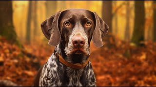 German Shorthaired Pointer Tips for Positive Crate Training Experience [upl. by Garwin670]