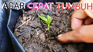 Cara Menanam Cabe Dalam Polybag Agar Berbuah Lebat [upl. by Reinaldo]