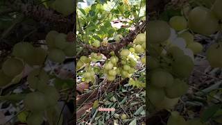 This fruit has many health benefits lots of yummy fruits shorts youtubeshorts trending fruit [upl. by Euqinotna192]