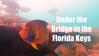 Underwater Video from Toms Harbor Channel in the Florida Keys [upl. by Ymeraj]