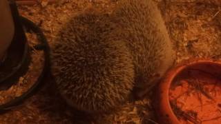 Hedgehog mating sounds [upl. by Arihat651]