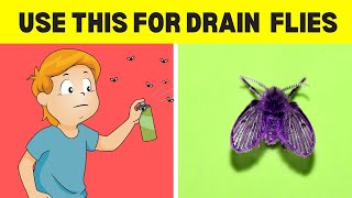 How To Get Rid Of Drain Flies 5 Easy Ways [upl. by Nerha618]