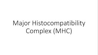 Major Histocompatibilty Complex MHC  Human Leukocyte Antigens HLA  Immunology [upl. by Ycnuahc]