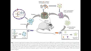 PLGAPEGMal from PolySciTech used in development of nanodelivery system for glioblastoma treatment [upl. by Ahsile]