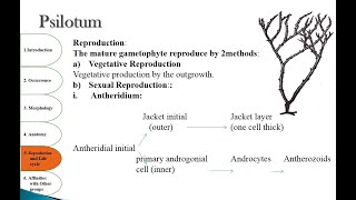 Psilotum  Morphology  Anatomy  Reproduction  Affinities [upl. by Retsim]