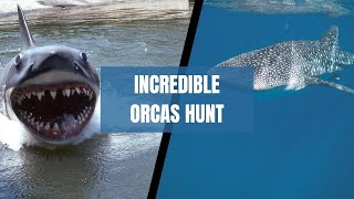 Most dangerous Fish in the world  Incredible Orcas hunt  Frma Informative [upl. by Celik933]