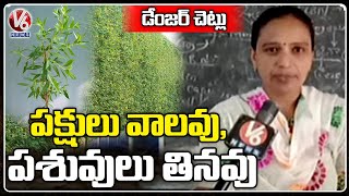 Public Demands To Remove Conocarpus Trees In Telangana  Danger Trees  V6 News [upl. by Rubi]