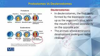 Protostomes Vs Deuterostomes  Principles of Systematics  ZOO511TTopic197 [upl. by Noreen987]