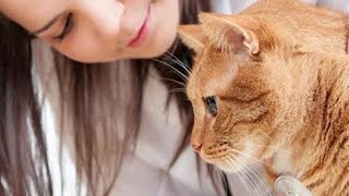 Pancreatitis in cats [upl. by Avenej]