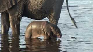 Baby elephant learns to use his trunk [upl. by Arnst]