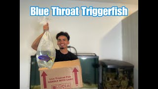 Buying a Blue Throat Triggerfish [upl. by Haran]