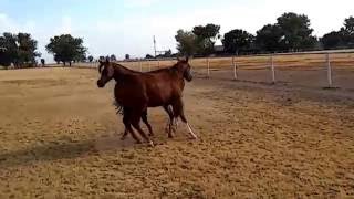 HERMOSO POTRILLO AQHA 2015 PEPPY SAN BADGER Y HAIDAS LITTLE PEP [upl. by Ahsinauq400]