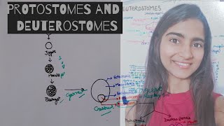 Protostomes and Deuterostomes  differentiate protostome from Deuterostomes Animal kingdom Class 11 [upl. by Kelley124]