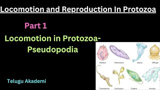 Locomotion and Reproduction in Protozoa Part 1 pseudopodia locomotion reproduction protozoa [upl. by Lanuk519]