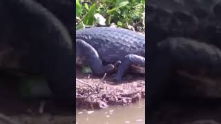 Pescaria Pantanal  Fishing Camping fishing pescaria alligator pantanal [upl. by Nylyoj987]