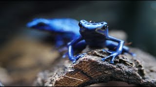 Poison Dart Frogs in 4K  Dendrobates Tinctorius Azureus [upl. by Khai]