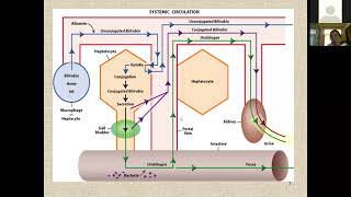 Abnormal Liver Function Test Interpretation  LFTs  Gastroenterology Medicine Lecture [upl. by Alger]