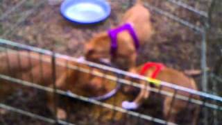 Dogue de Bordeaux Cross French Mastiff puppies 9 weeks [upl. by Vannie]