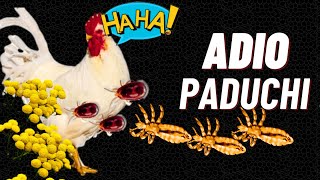 Cum Scapi RAPID si 100  NATURAL de PADUCHII si CAPUSELE GAINILOR 🐓🕷️ [upl. by Eloisa]