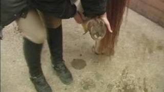 How to Groom a Horse  How to Pick Up the Back Hooves of a Horse [upl. by Knighton]